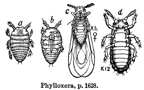 ../phylloxera.gif